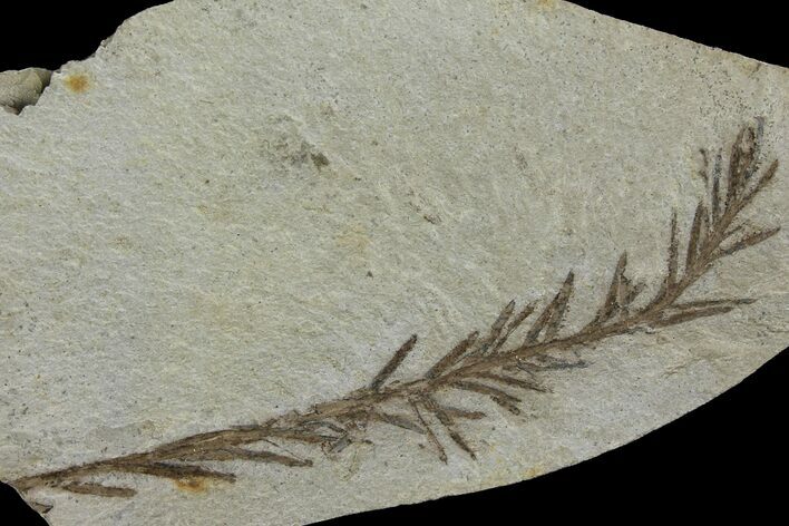 Dawn Redwood (Metasequoia) Fossil - Montana #165202